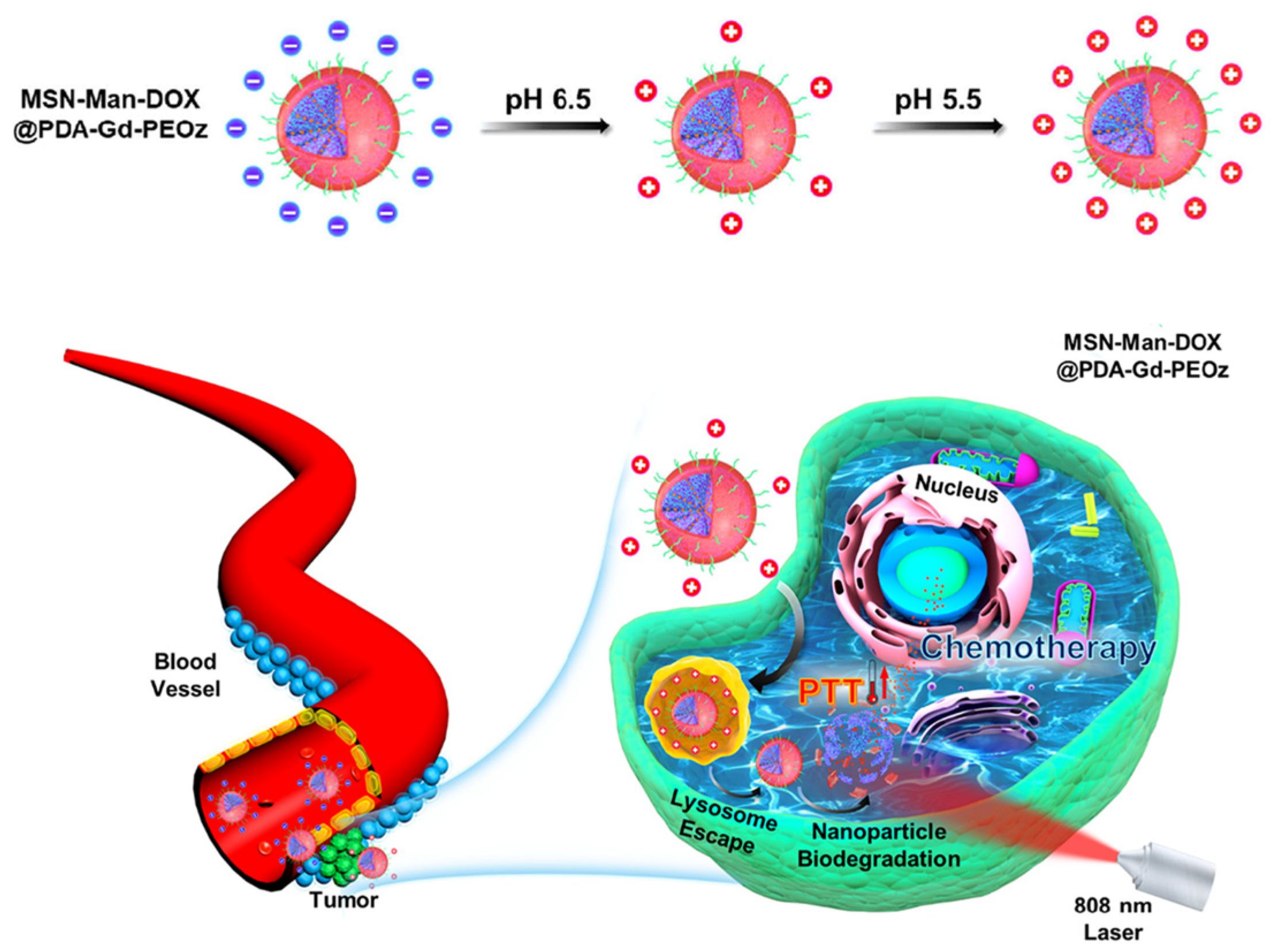 Nanomaterials 14 00303 g007