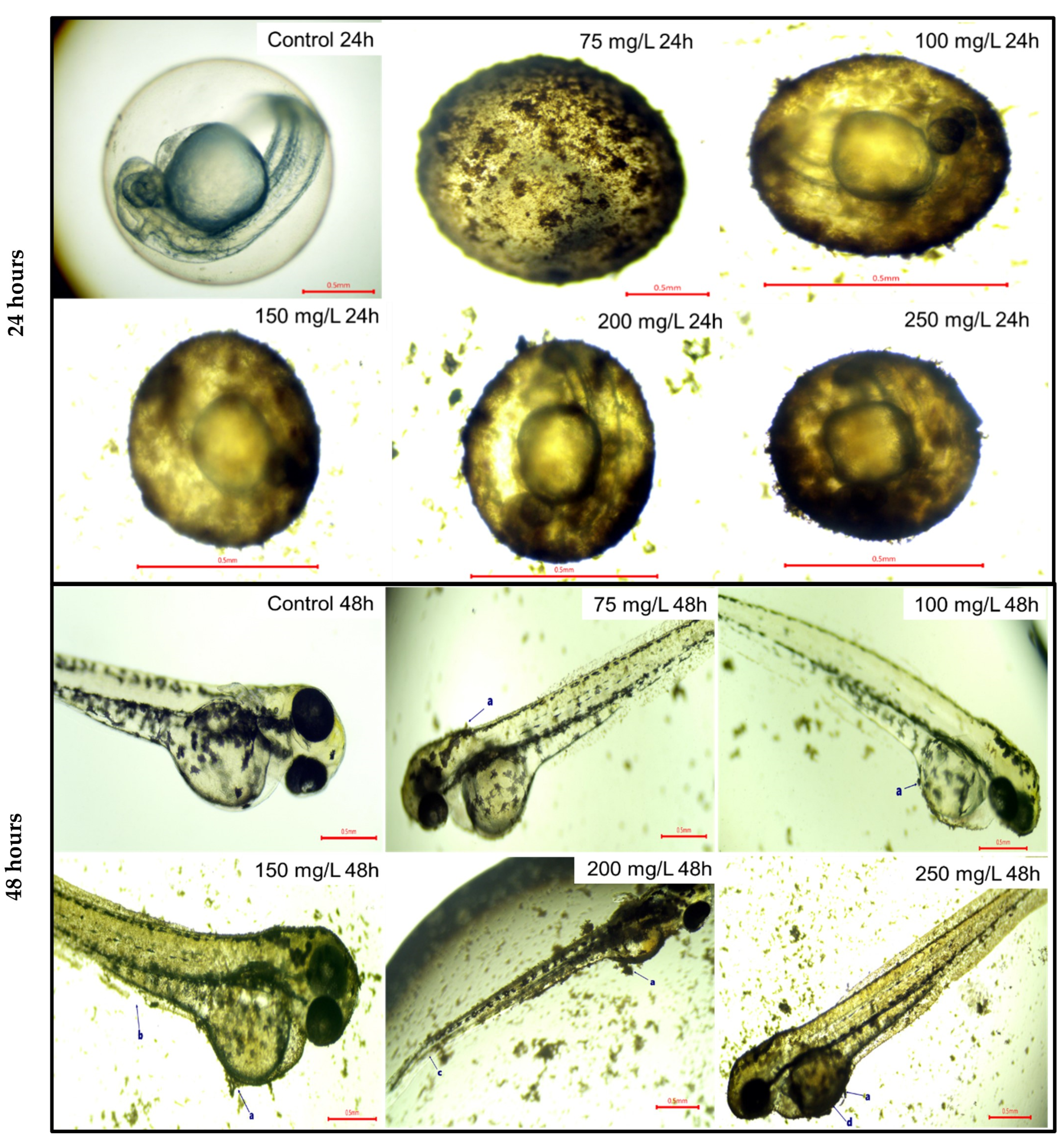 Nanomaterials 14 00373 g003