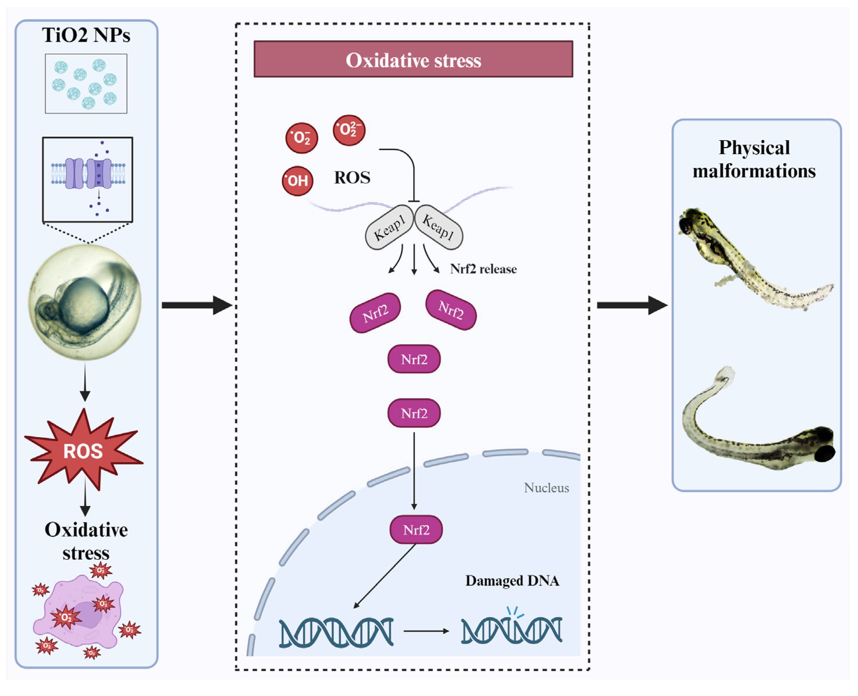Nanomaterials 14 00373 sch001