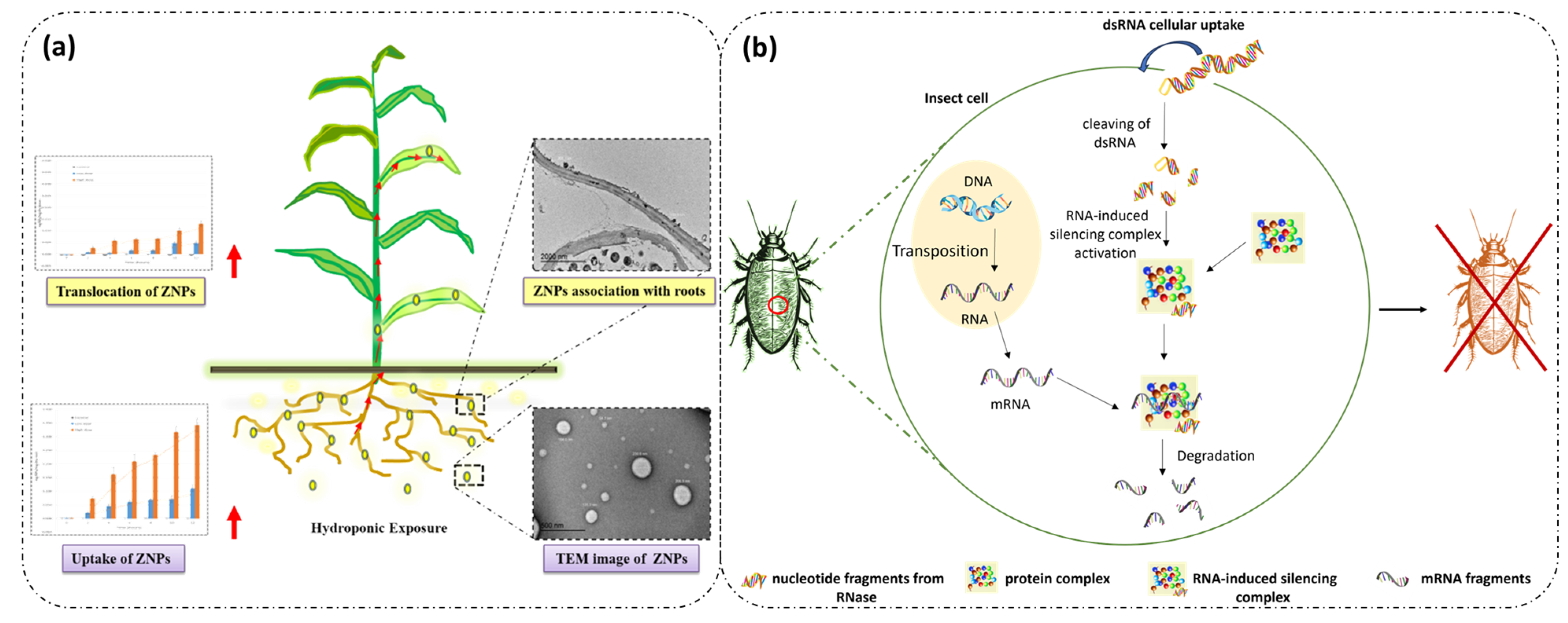Nanomaterials 14 00414 g008