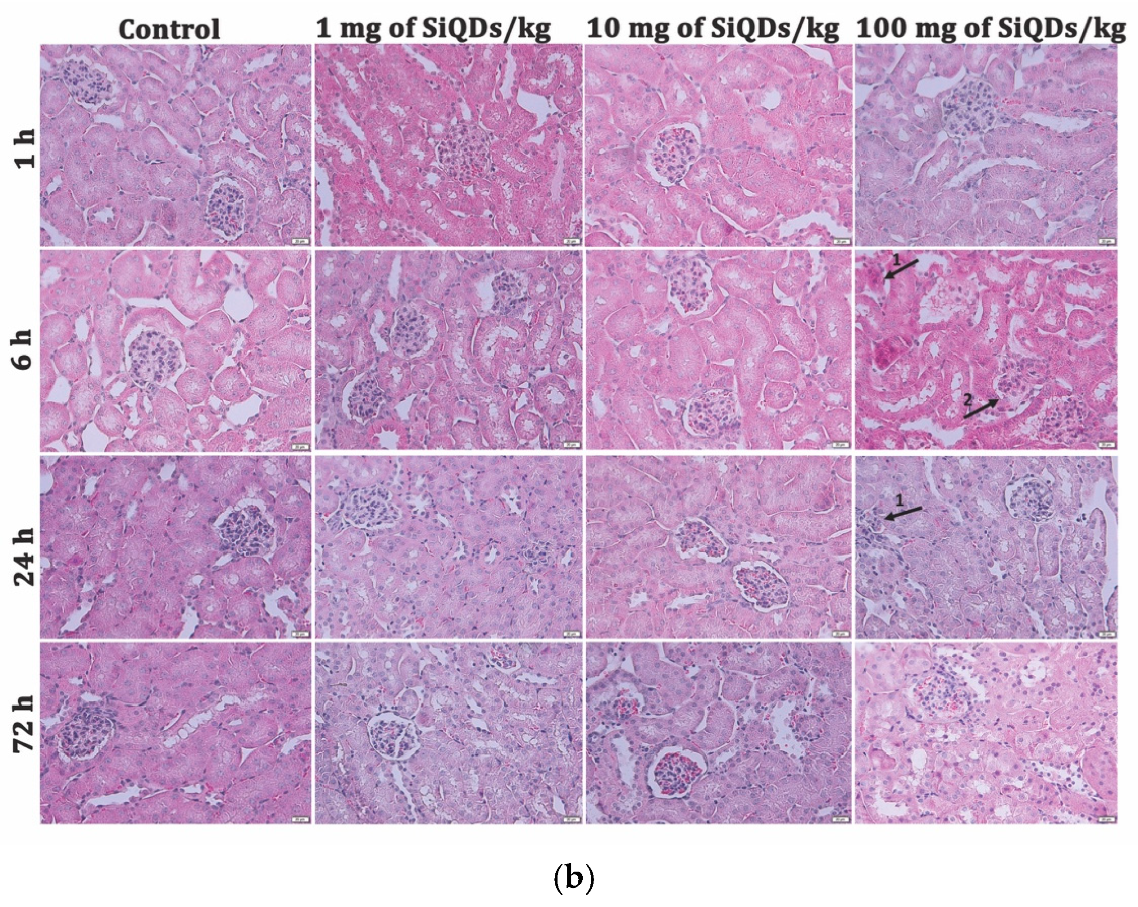 Nanomaterials 14 00457 g002b Nanomaterials 14 00457 g002b