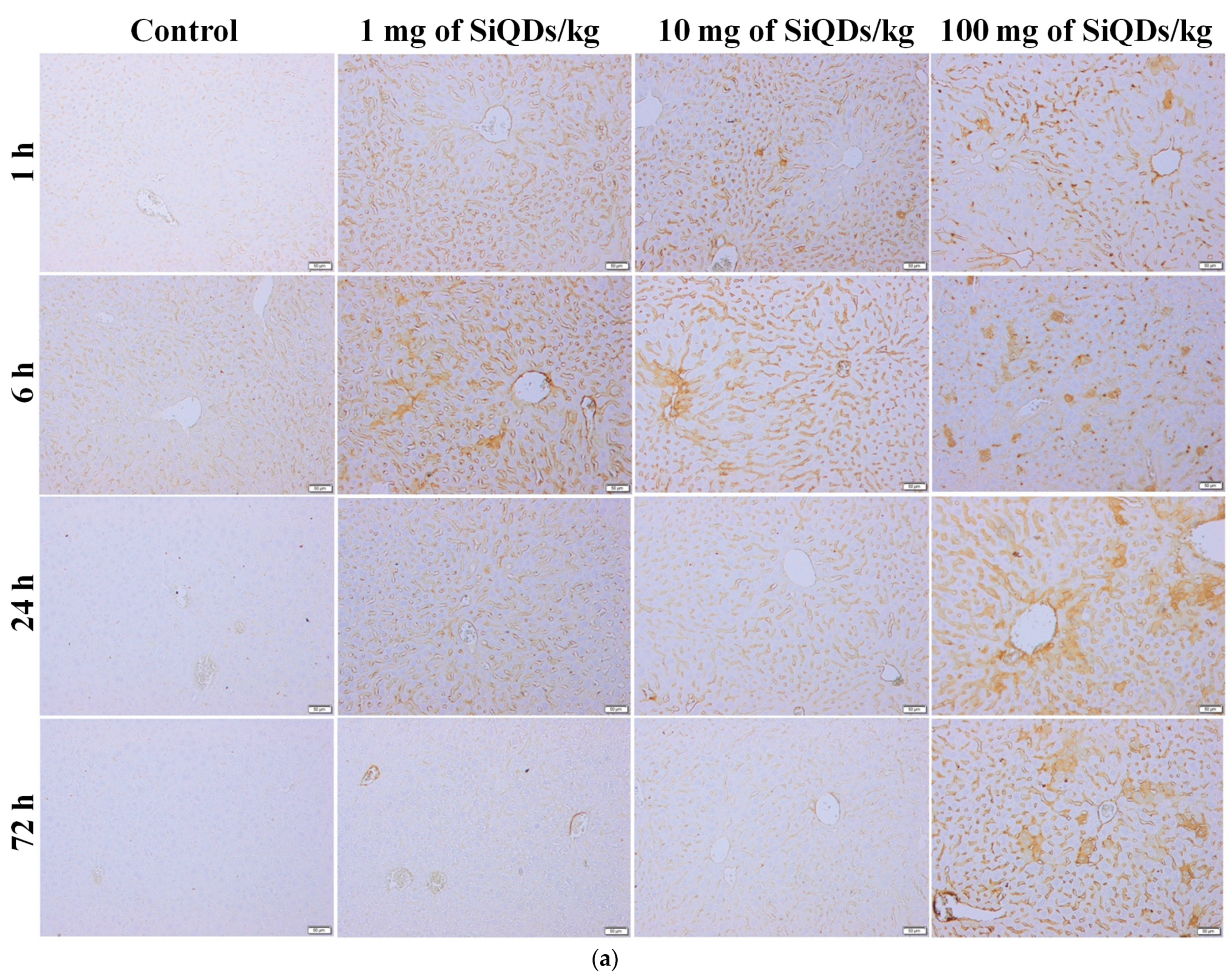 Nanomaterials 14 00457 g003a Nanomaterials 14 00457 g003a