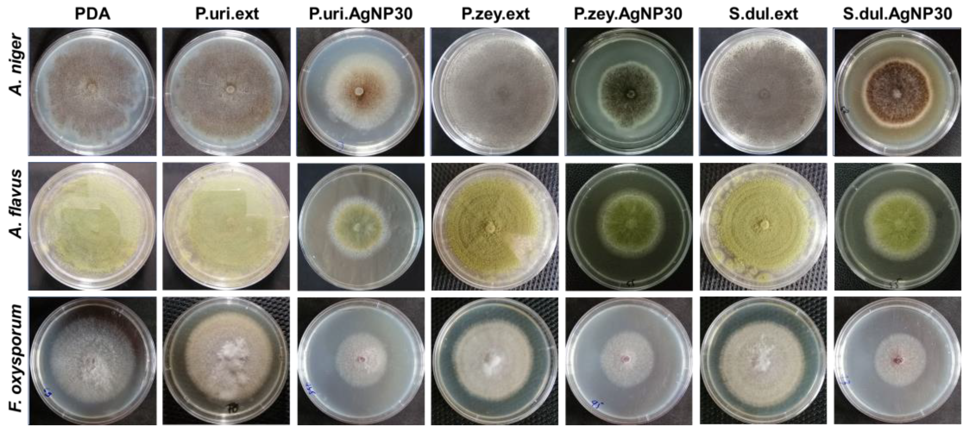 Nanomaterials 14 00475 g004