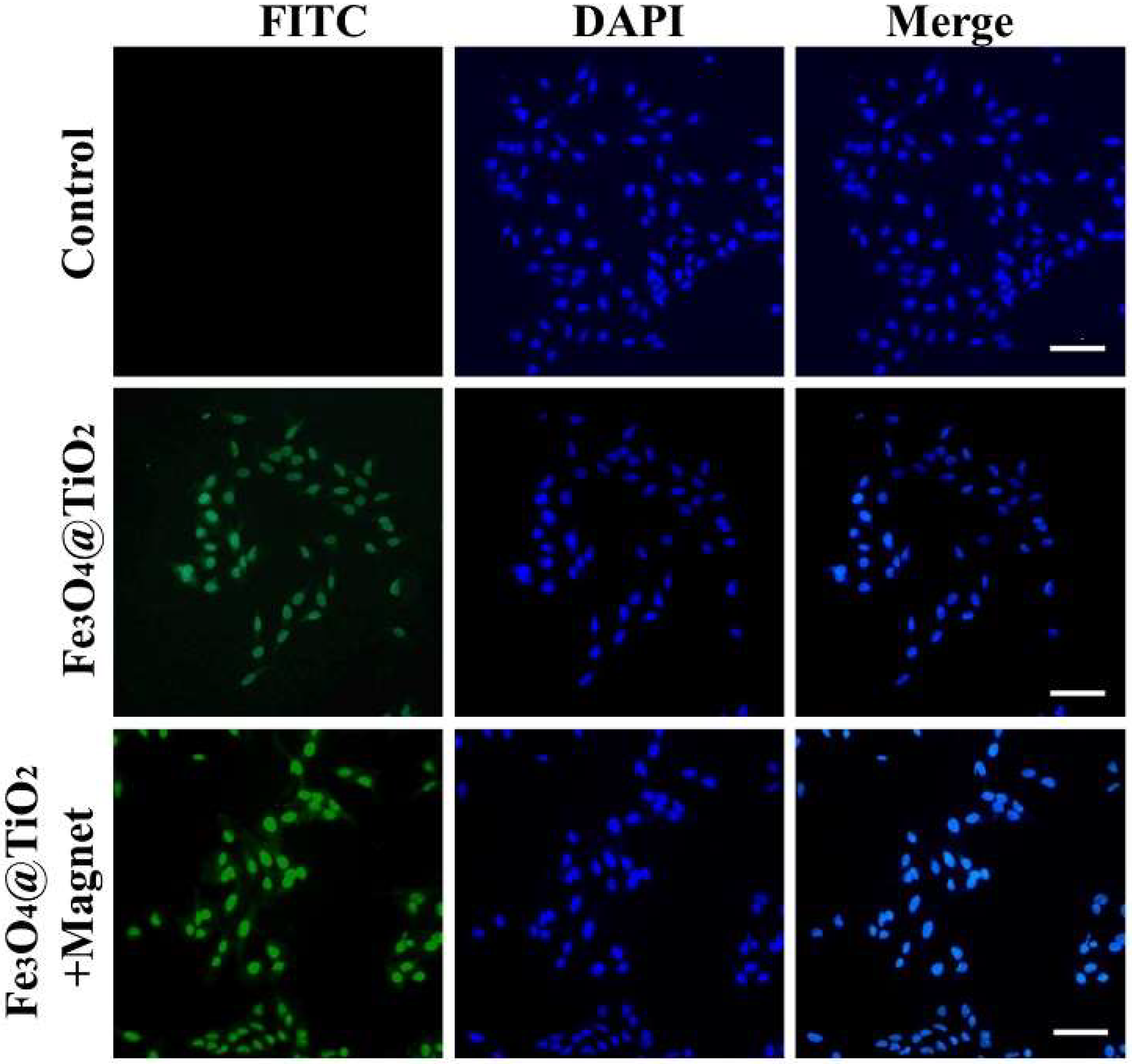 Nanomaterials 14 00498 g006