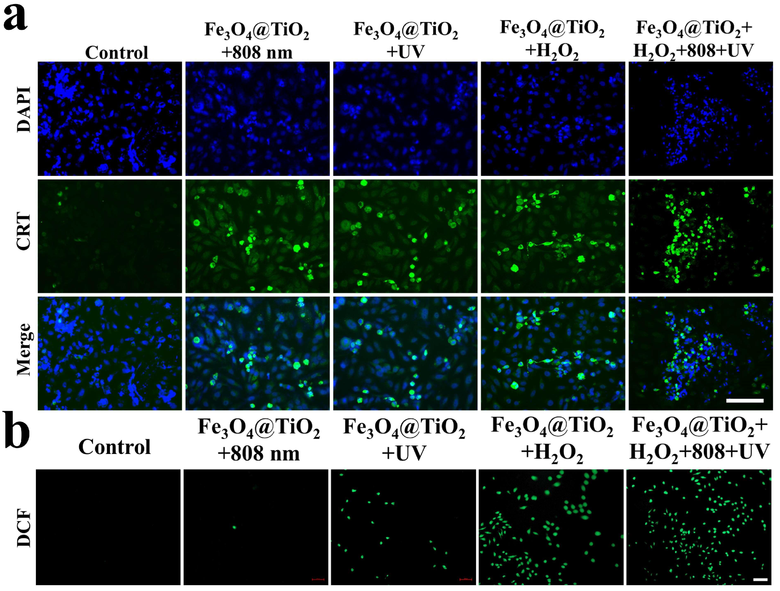 Nanomaterials 14 00498 g008
