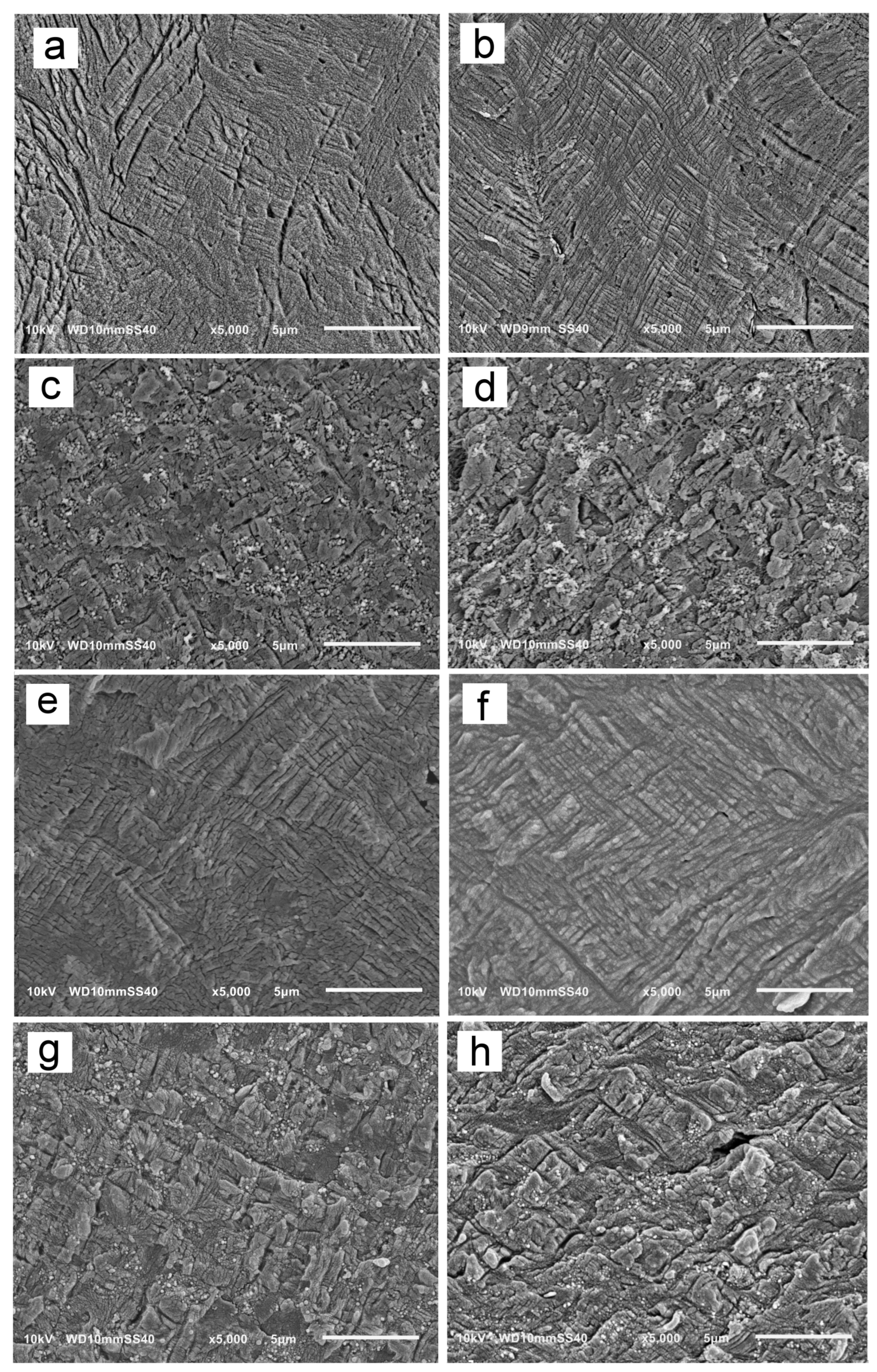 Nanomaterials 14 00629 g007