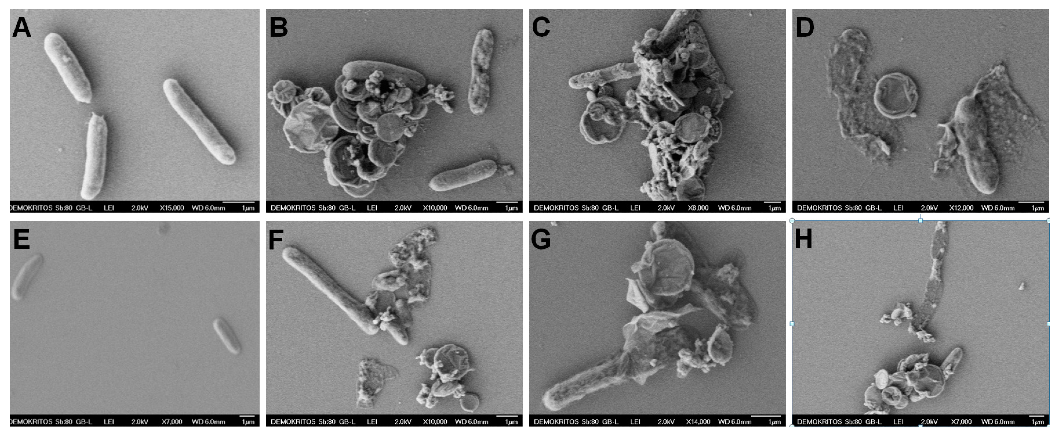 Nanomaterials 14 00677 g009