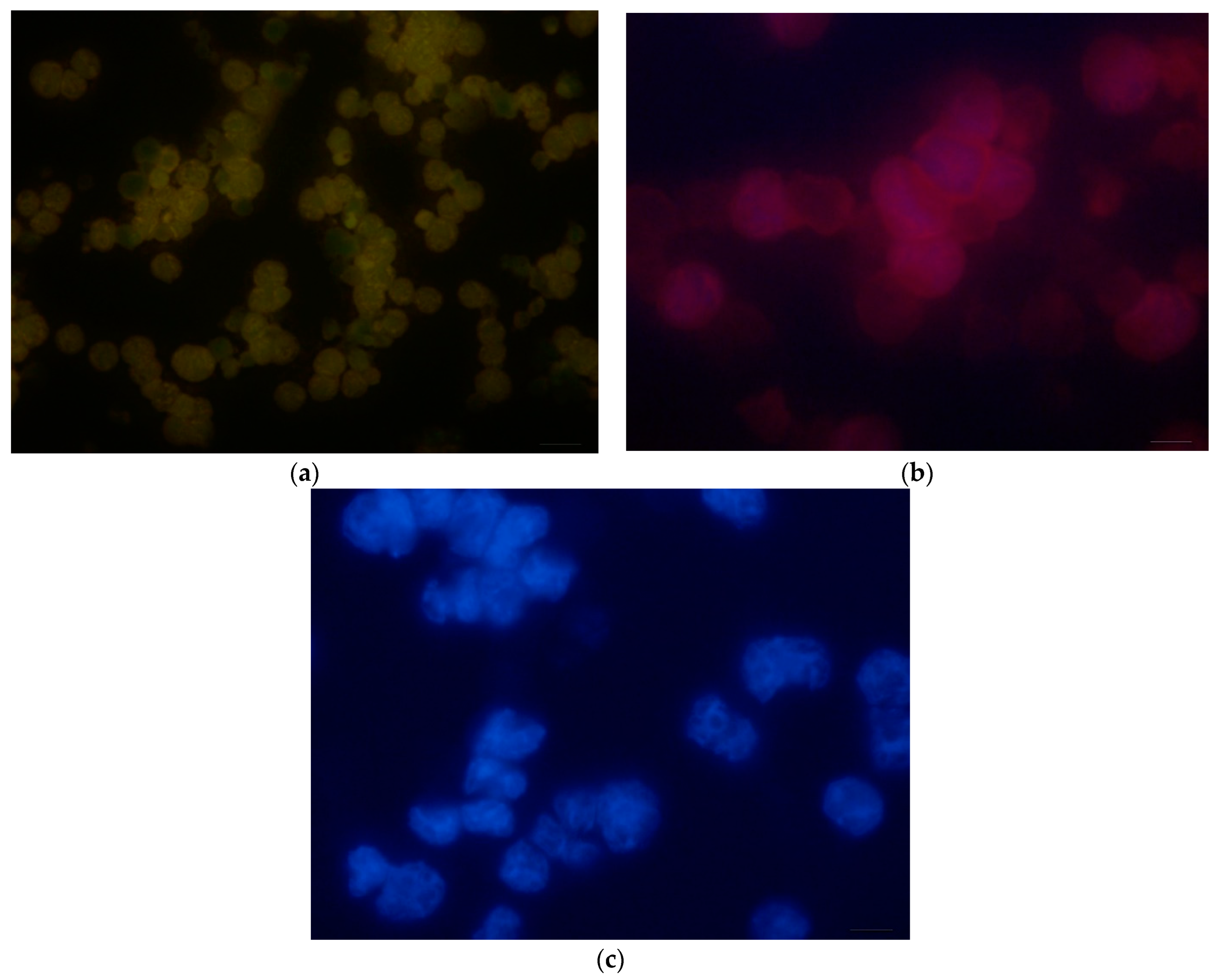 Nanomaterials 14 00684 g008