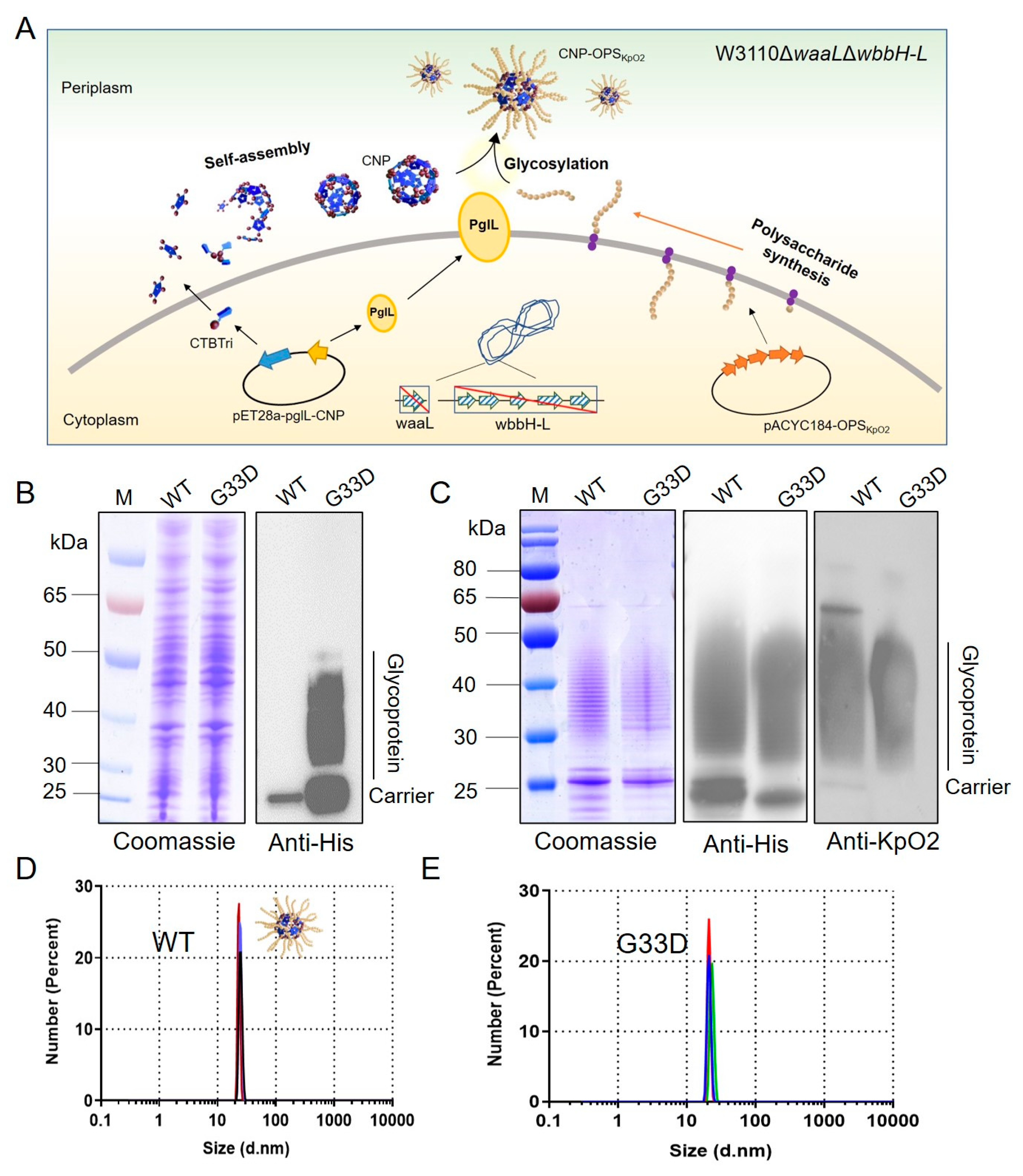 Nanomaterials 14 00728 g001