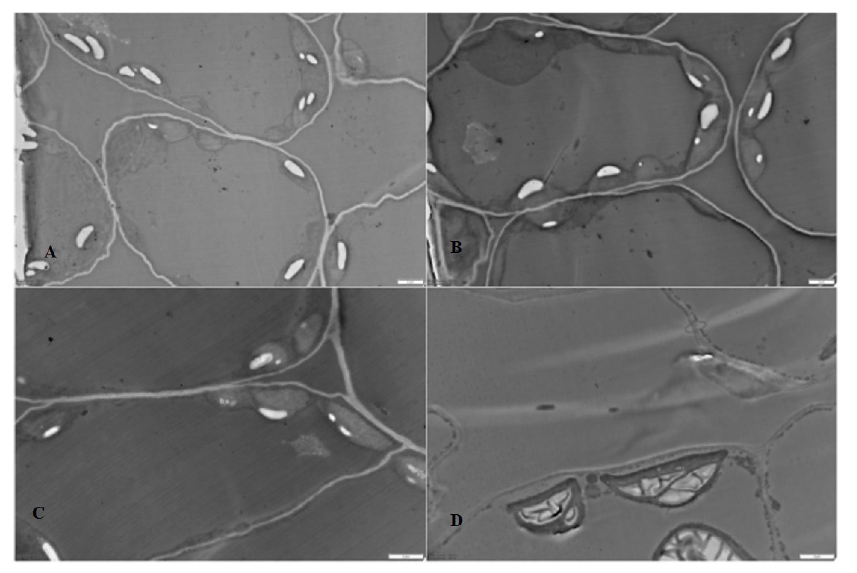 Nanomaterials 14 00955 g005