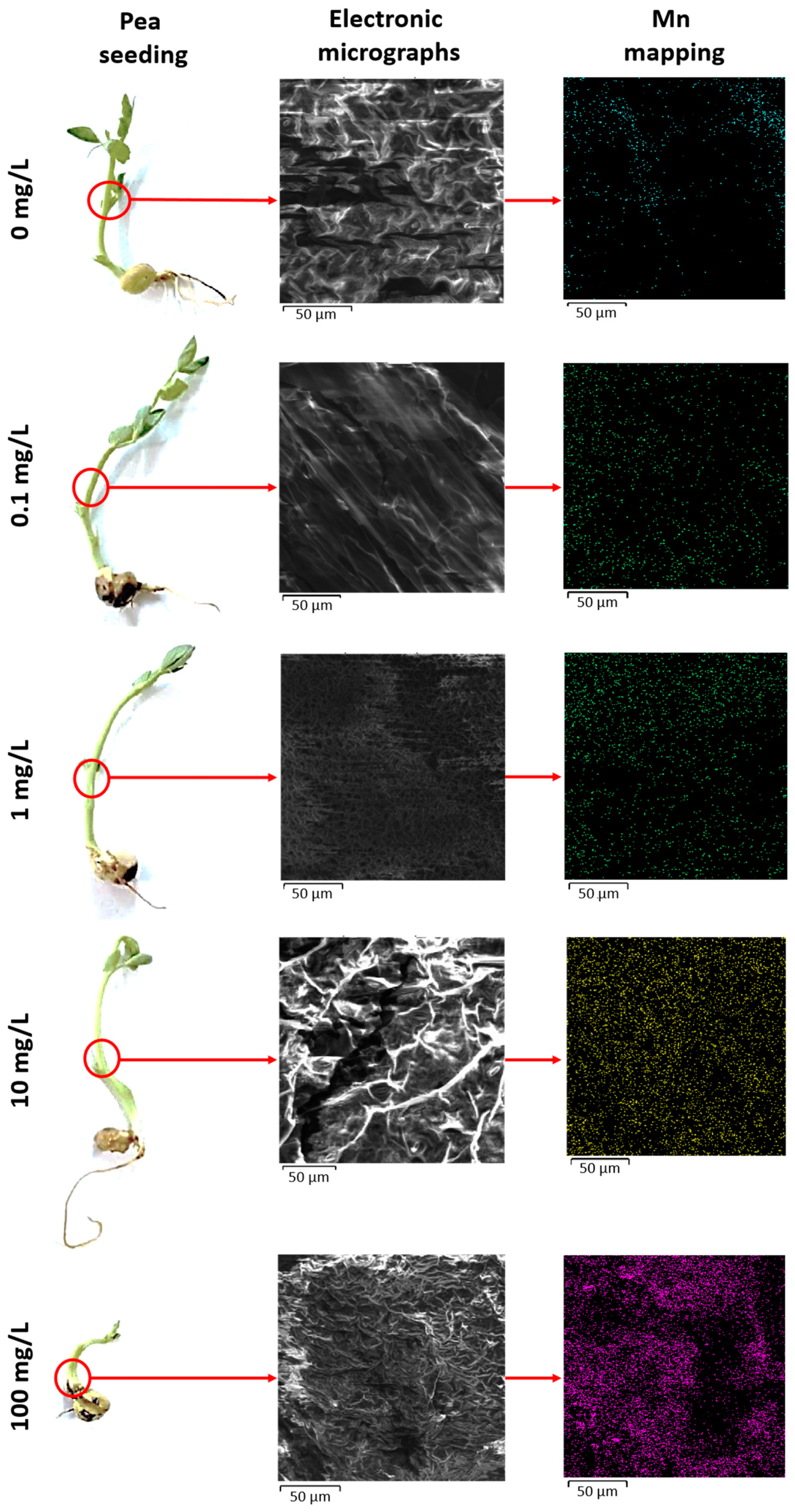 Nanomaterials 14 00959 g004