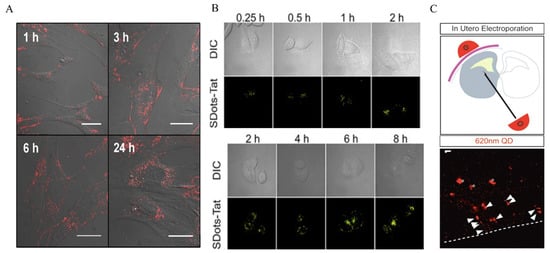 Nanomaterials 14 01088 g001