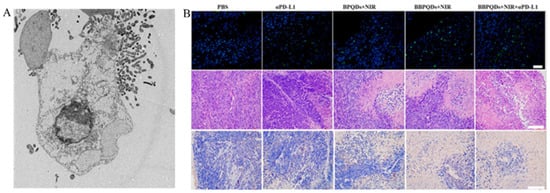 Nanomaterials 14 01088 g007