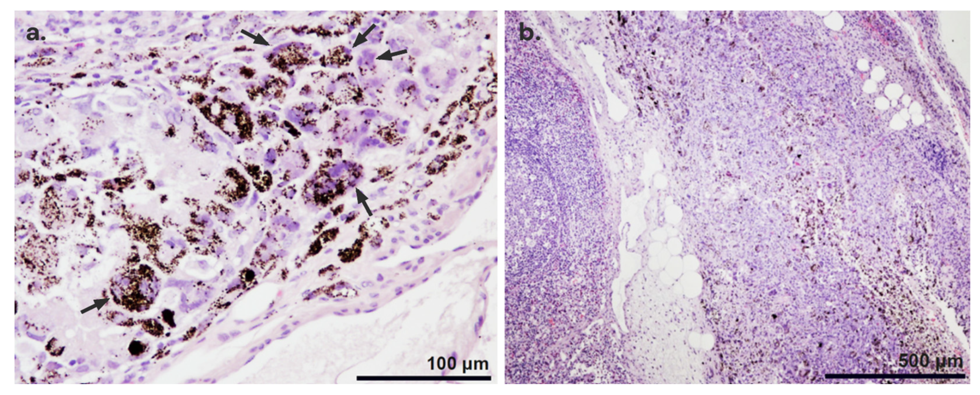Nanomaterials 14 01149 g006