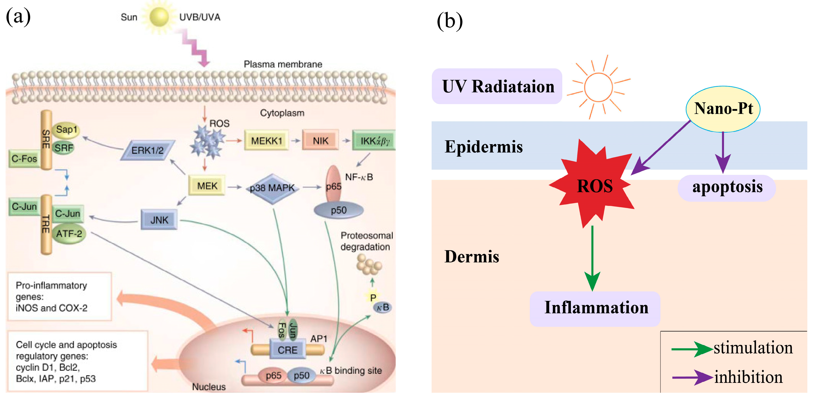 Nanomaterials 14 01303 g005