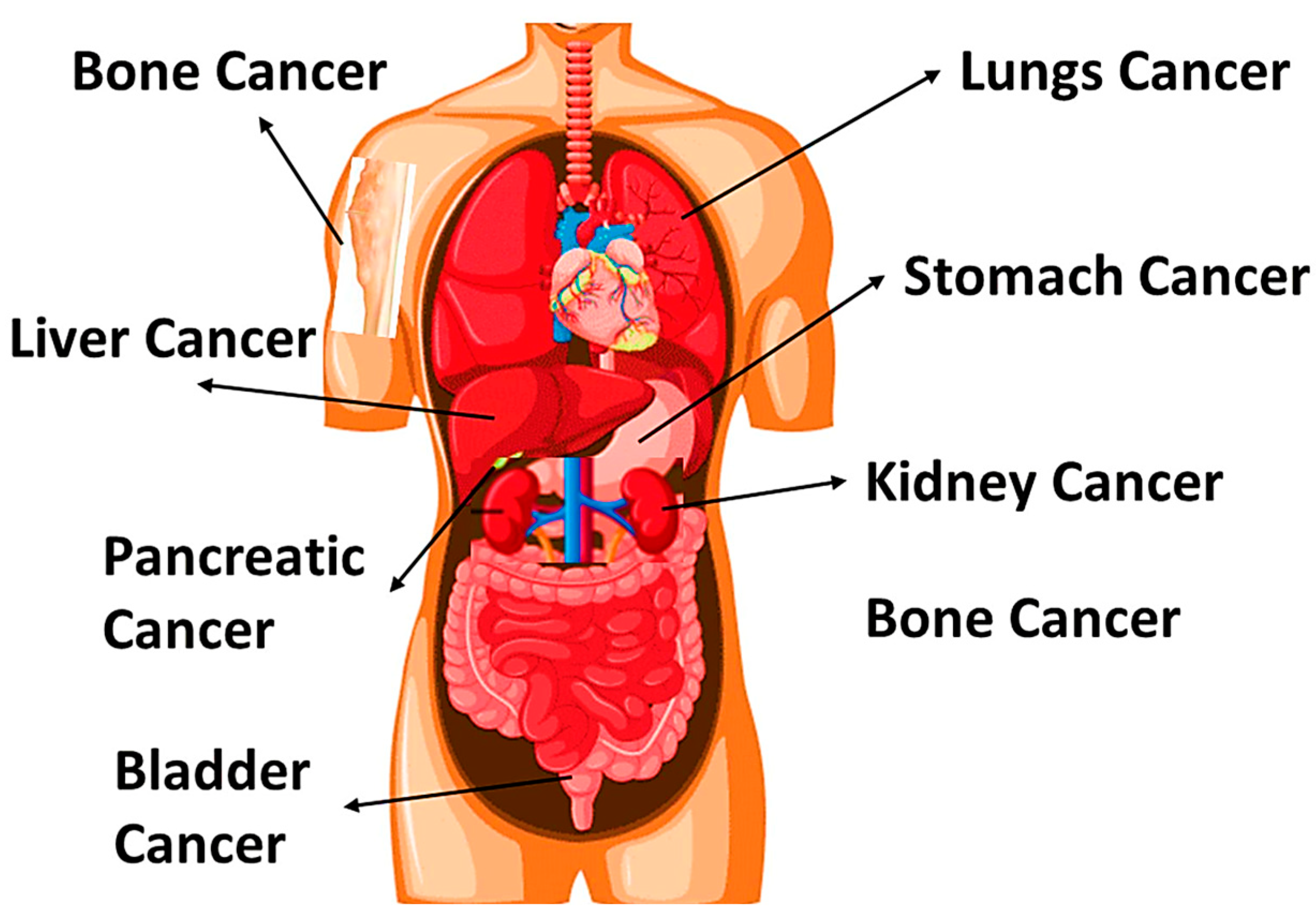 Nanomaterials 14 01305 g001