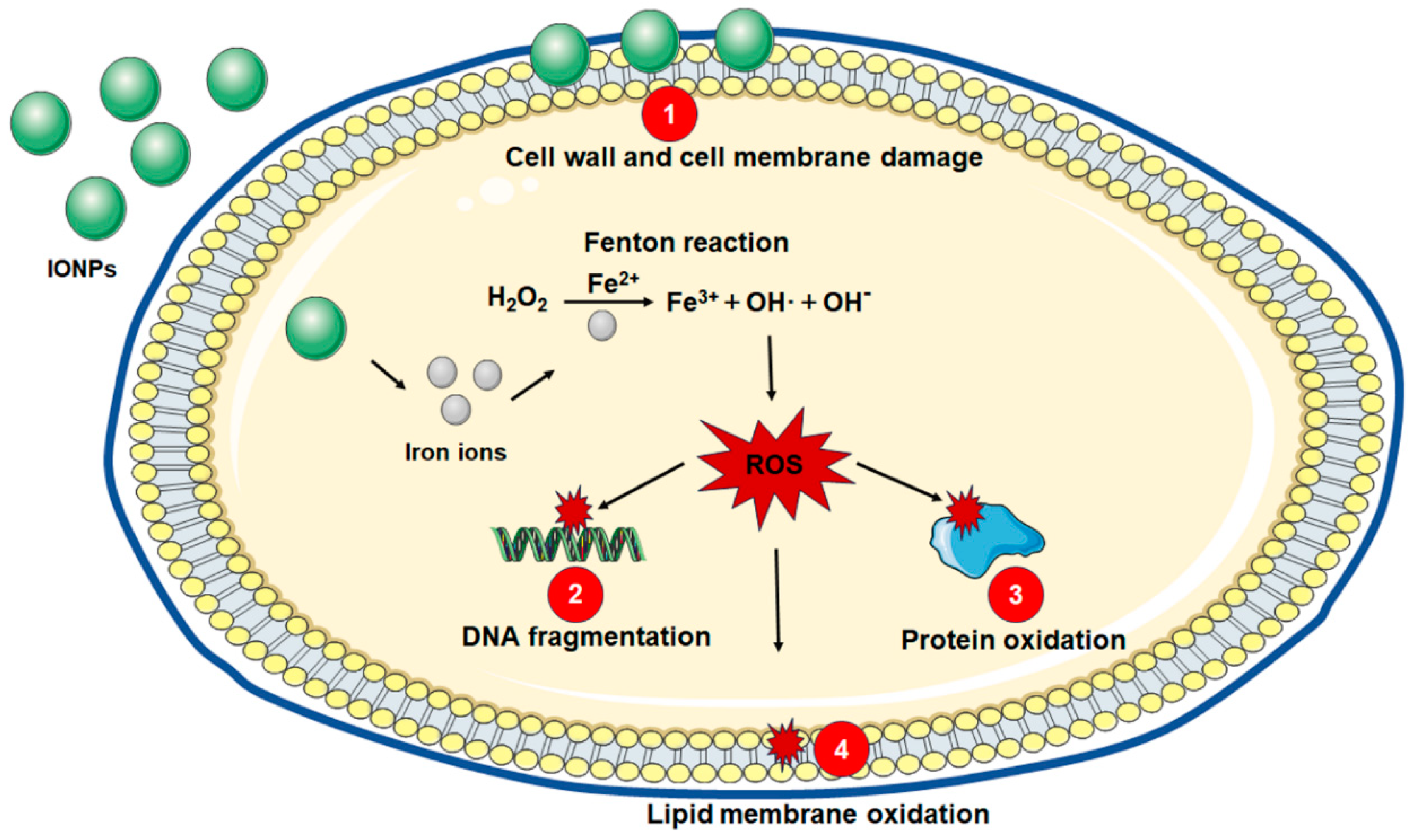 Nanomaterials 14 01311 g001