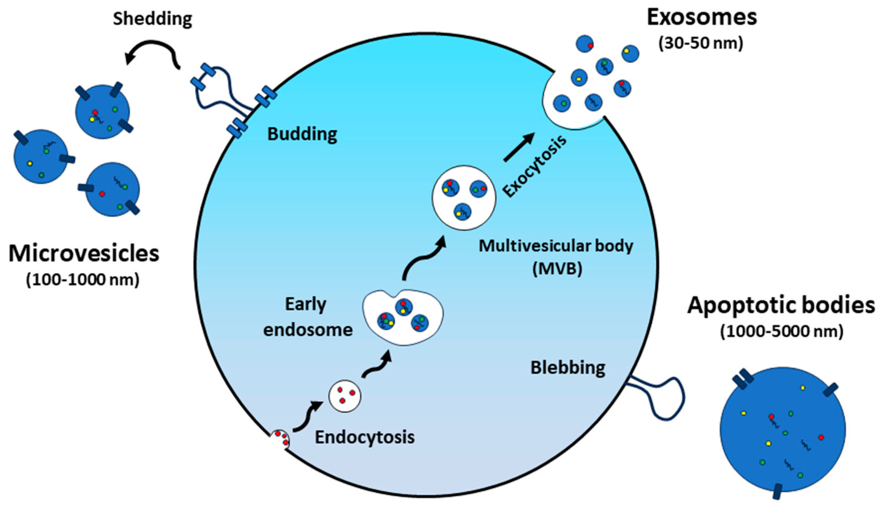 Nanomaterials 14 01331 g001