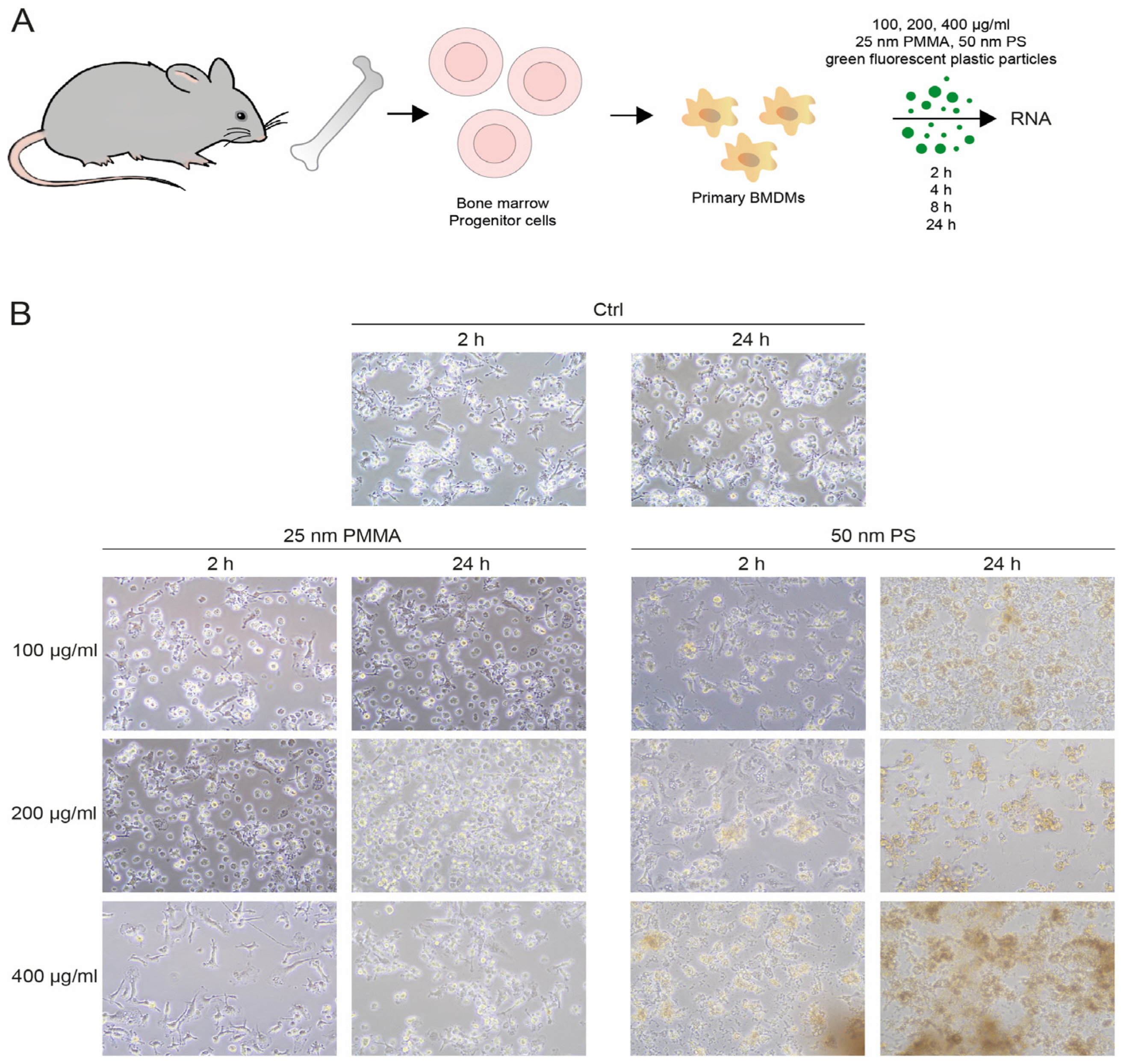 Nanomaterials 14 01350 g001