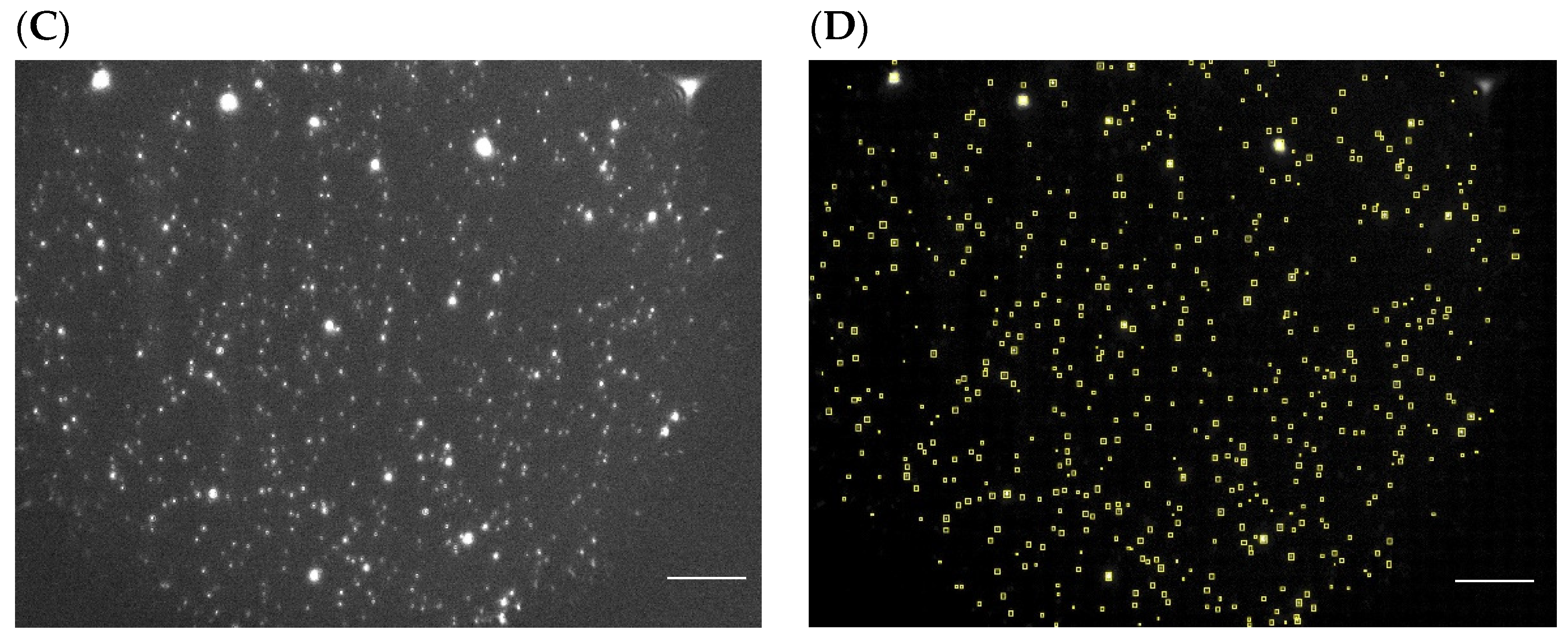 Nanomaterials 14 01739 g004b