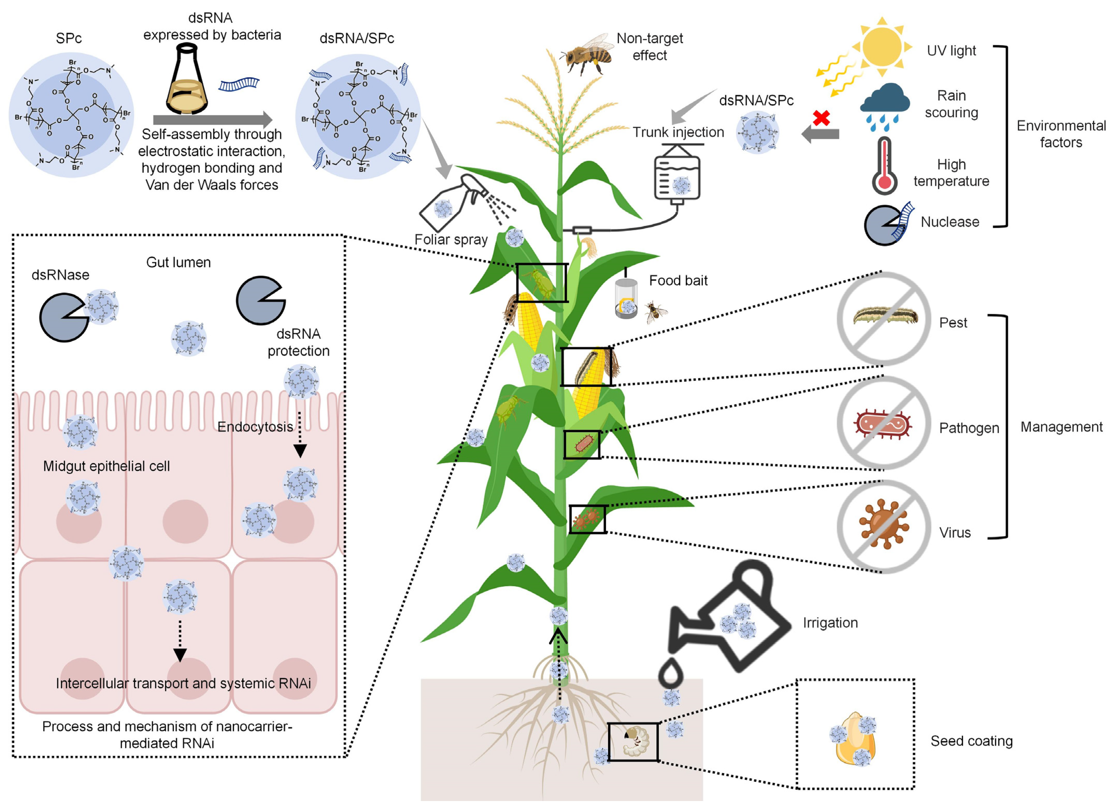 Nanomaterials 14 01874 g001