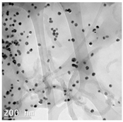 Nanomaterials 14 01955 i004