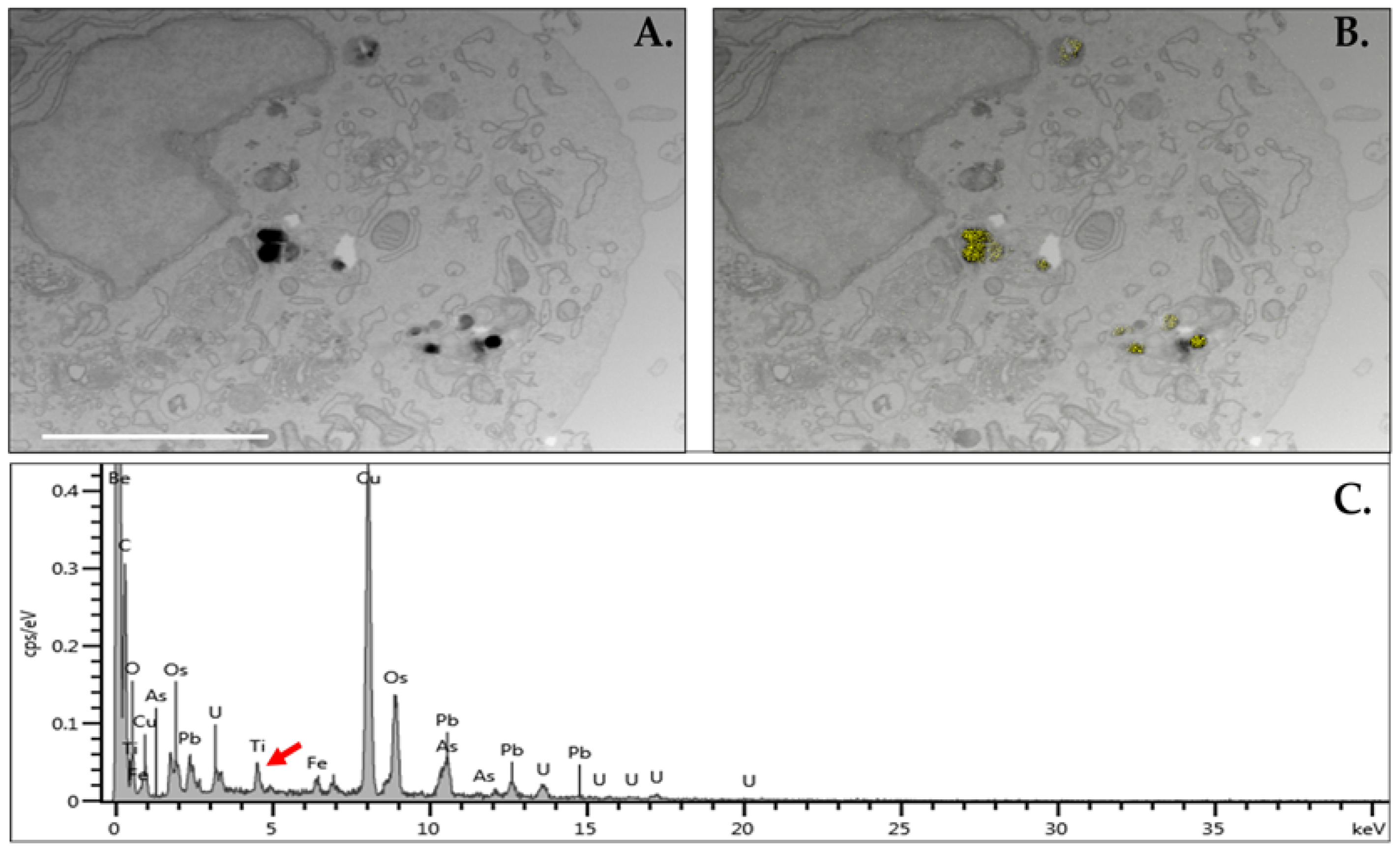 Nanomaterials 14 02037 g003