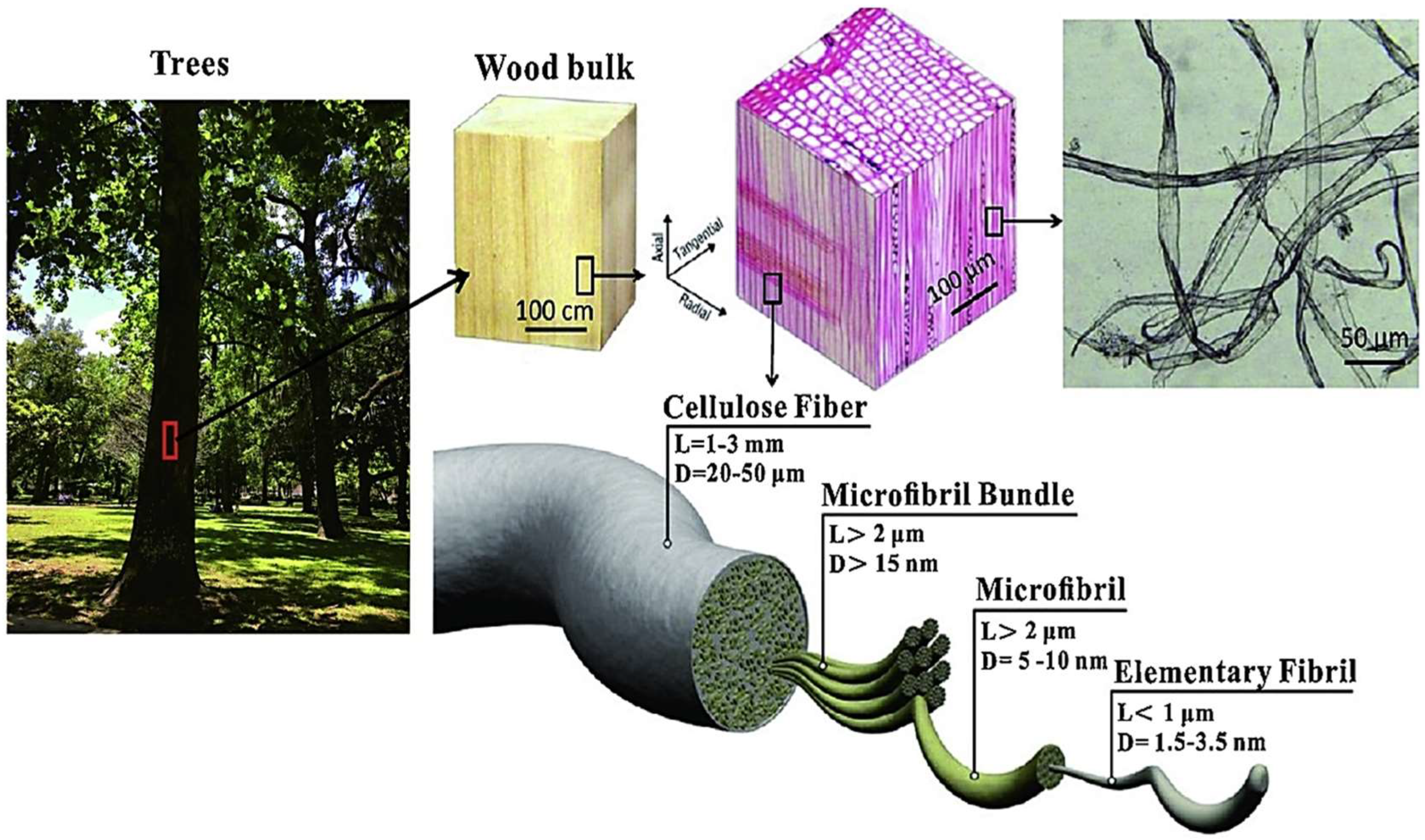 A Comprehensive Review on Cellulose Nanofibers, Nanomaterials, and ...