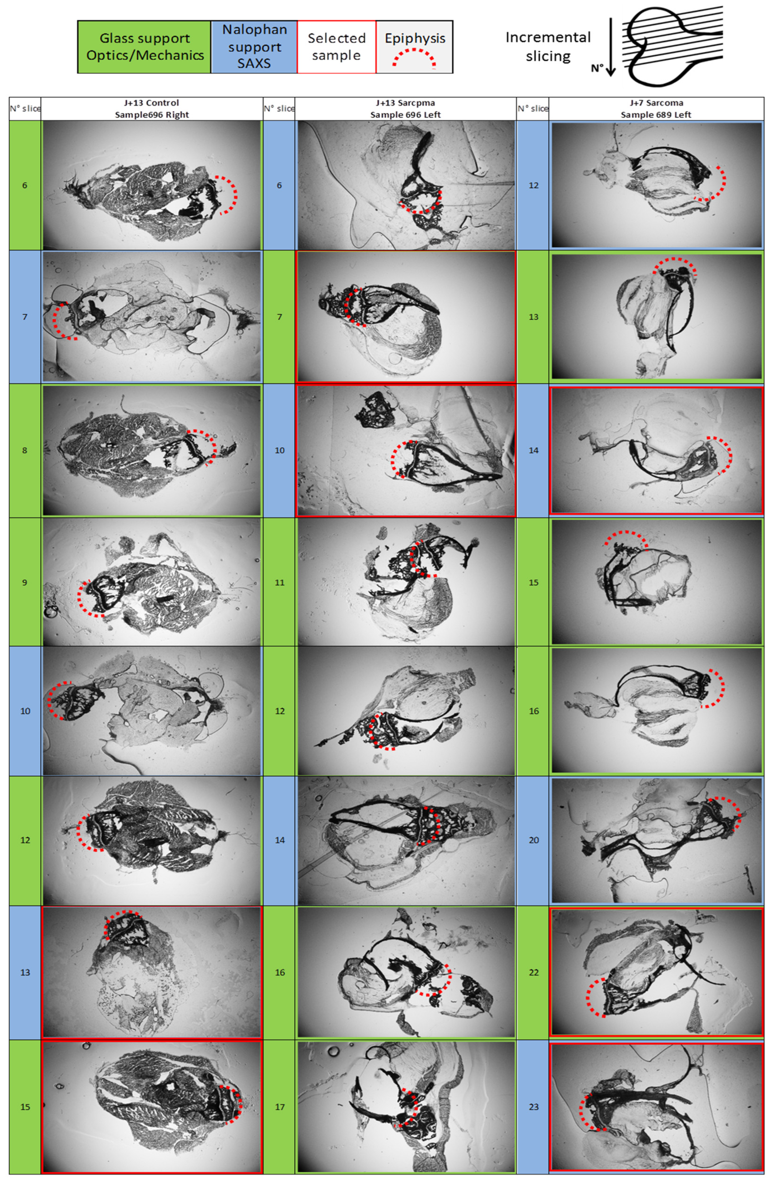 Nanomaterials 15 00374 g001