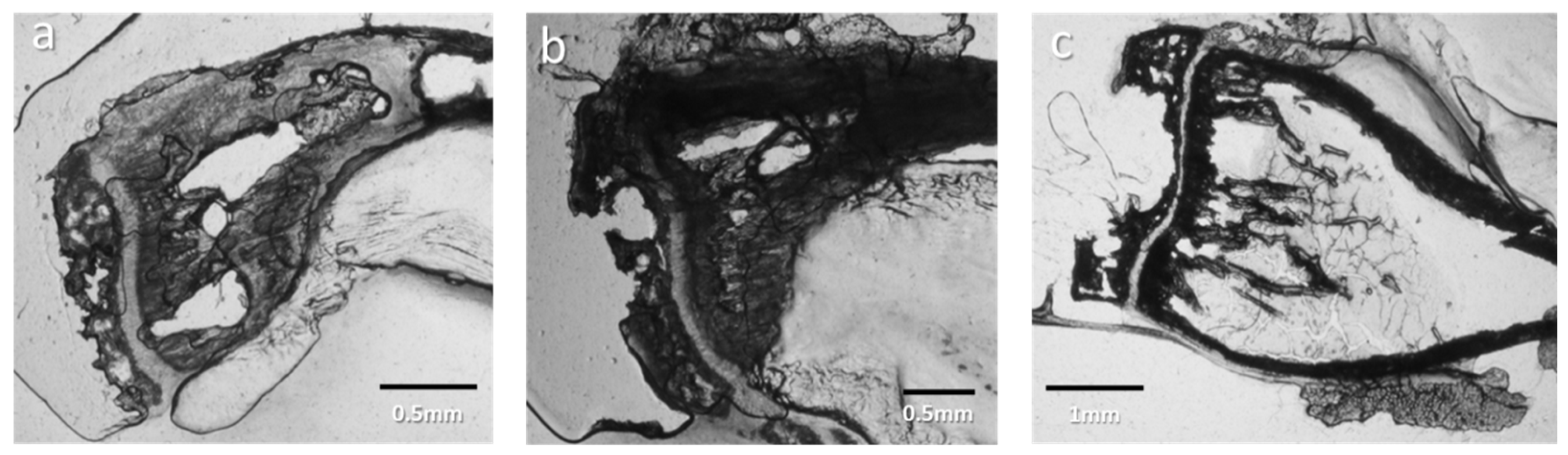 Nanomaterials 15 00374 g003