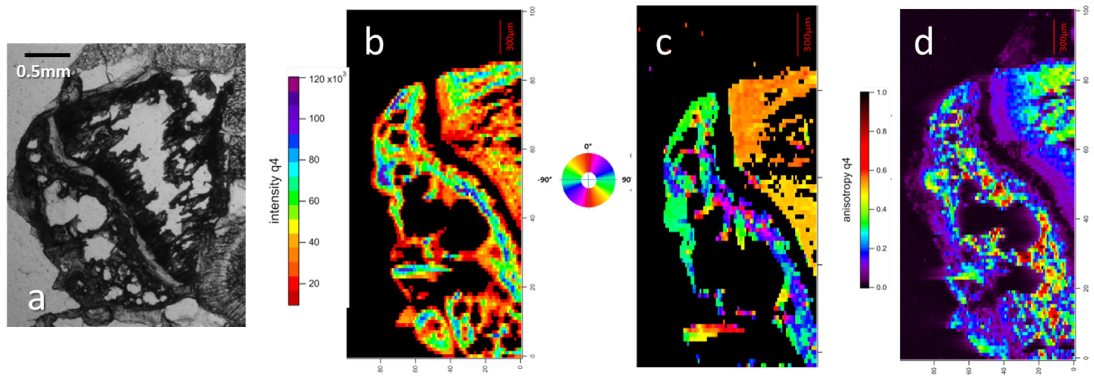 Nanomaterials 15 00374 g004