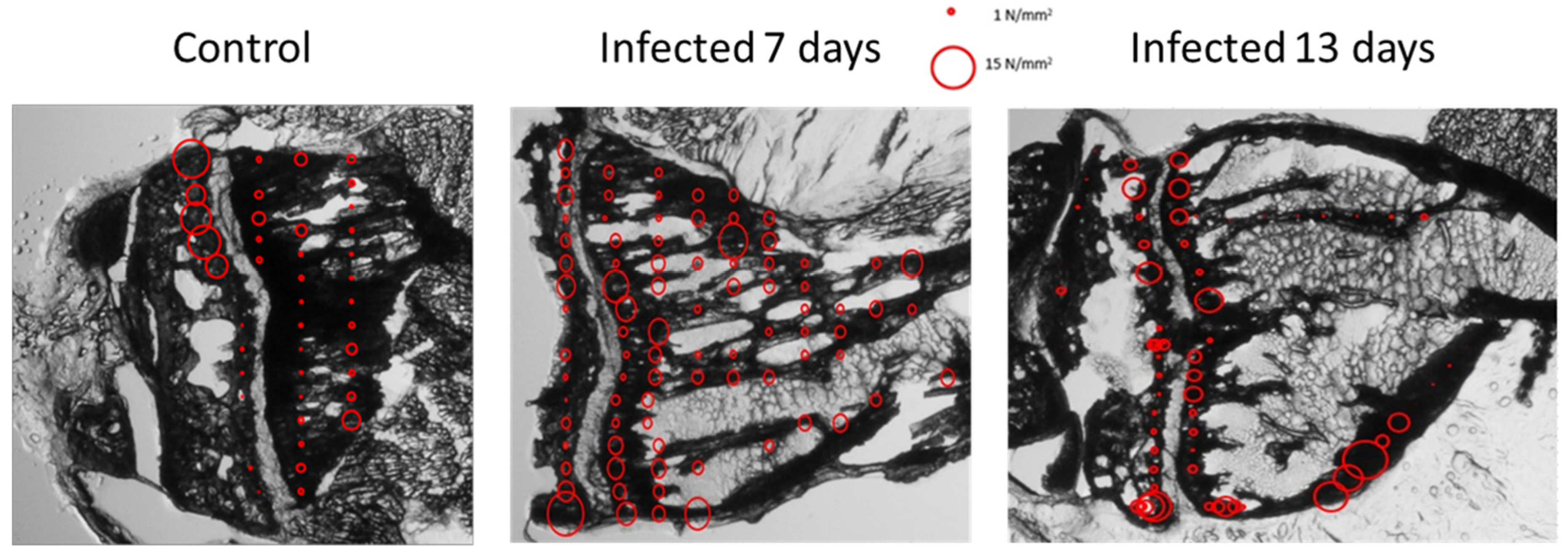 Nanomaterials 15 00374 g013