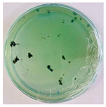 Nanomaterials 15 00379 i002