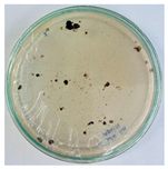 Nanomaterials 15 00379 i003