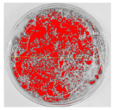 Nanomaterials 15 00379 i004