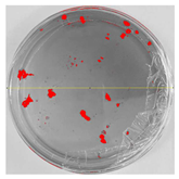 Nanomaterials 15 00379 i005