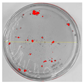 Nanomaterials 15 00379 i006