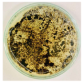 Nanomaterials 15 00379 i007