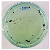 Nanomaterials 15 00379 i008