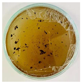 Nanomaterials 15 00379 i009