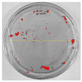 Nanomaterials 15 00379 i011