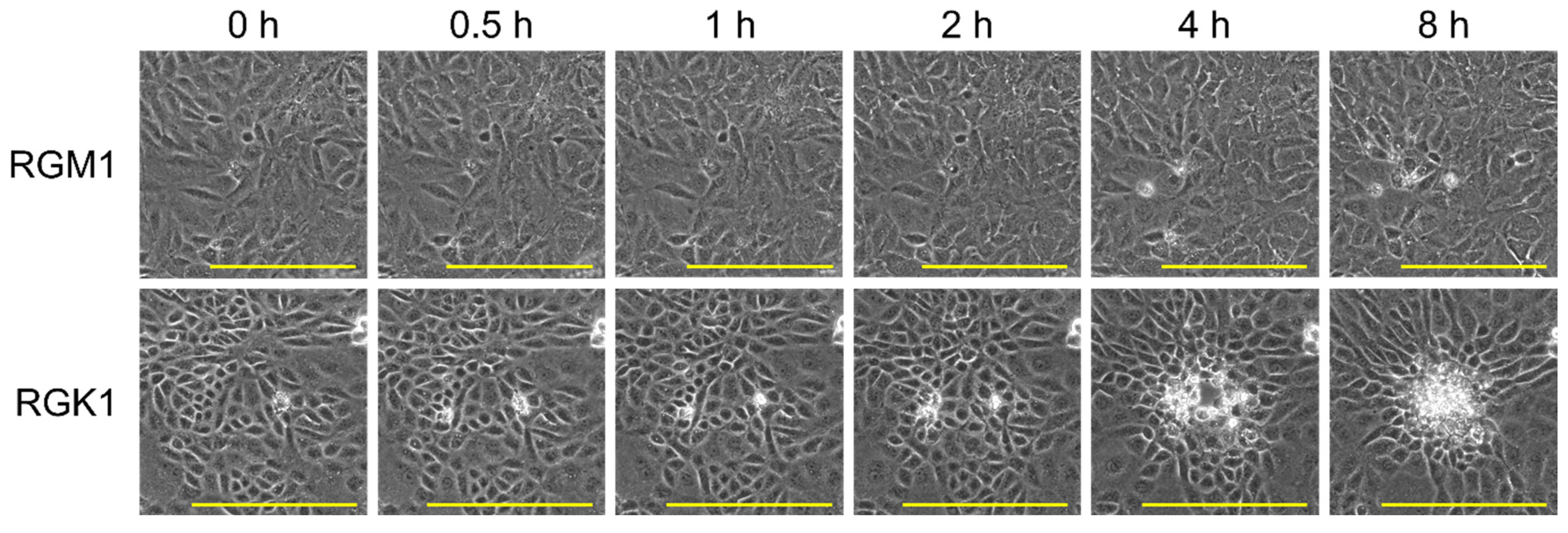 Nanomaterials 15 00796 g006