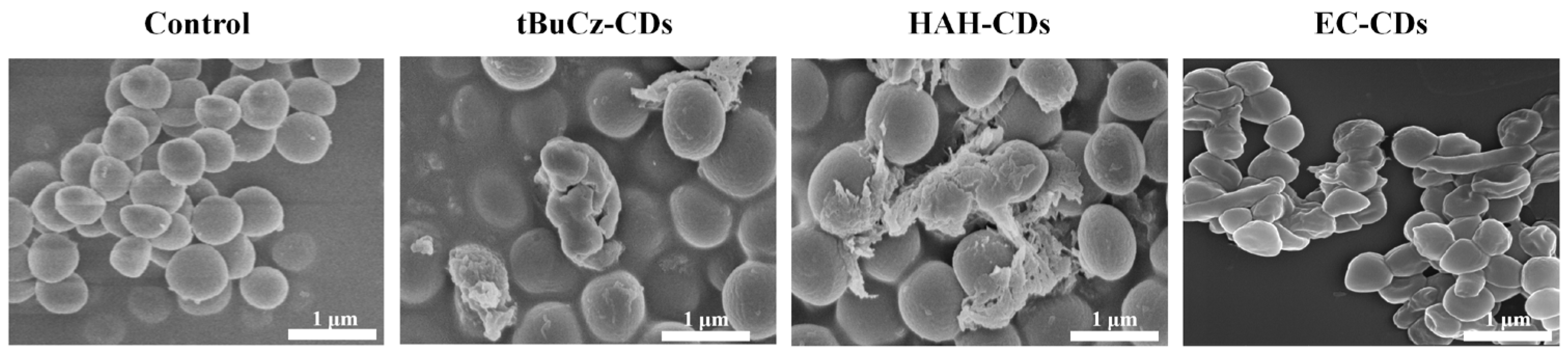 Nanomaterials 15 00910 g007