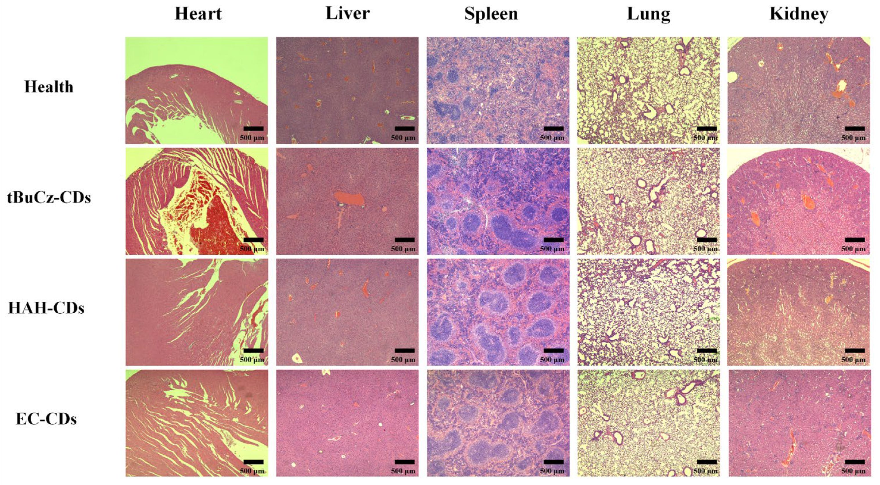 Nanomaterials 15 00910 g012