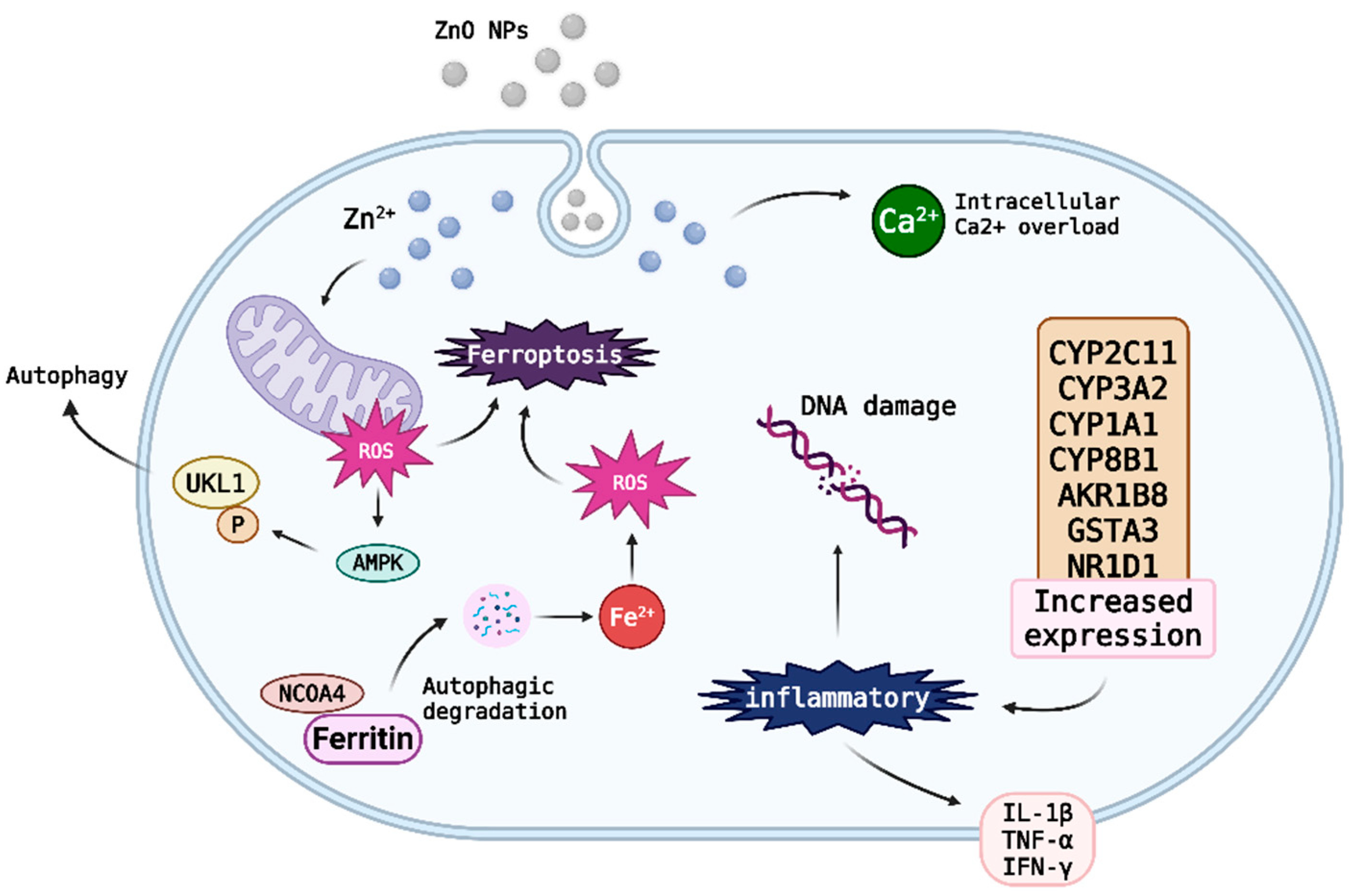 Nanomaterials 15 01030 g004 Nanomaterials 15 01030 g004