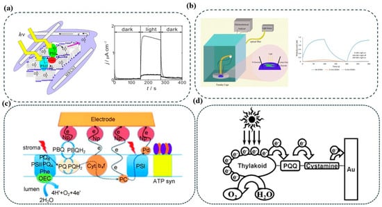 Nanomaterials 15 01092 g005