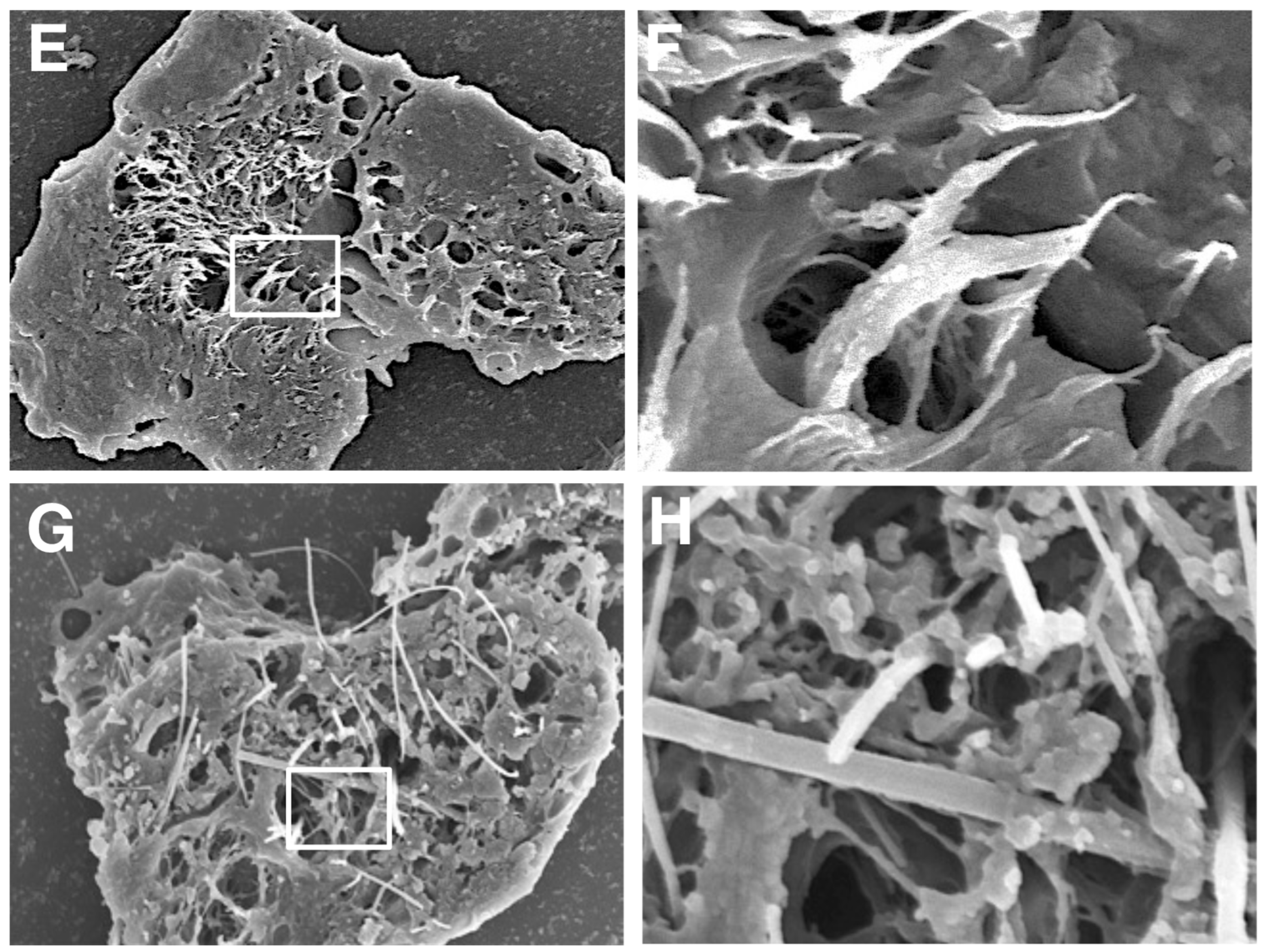 Nanomaterials 15 01402 g008b Nanomaterials 15 01402 g008b