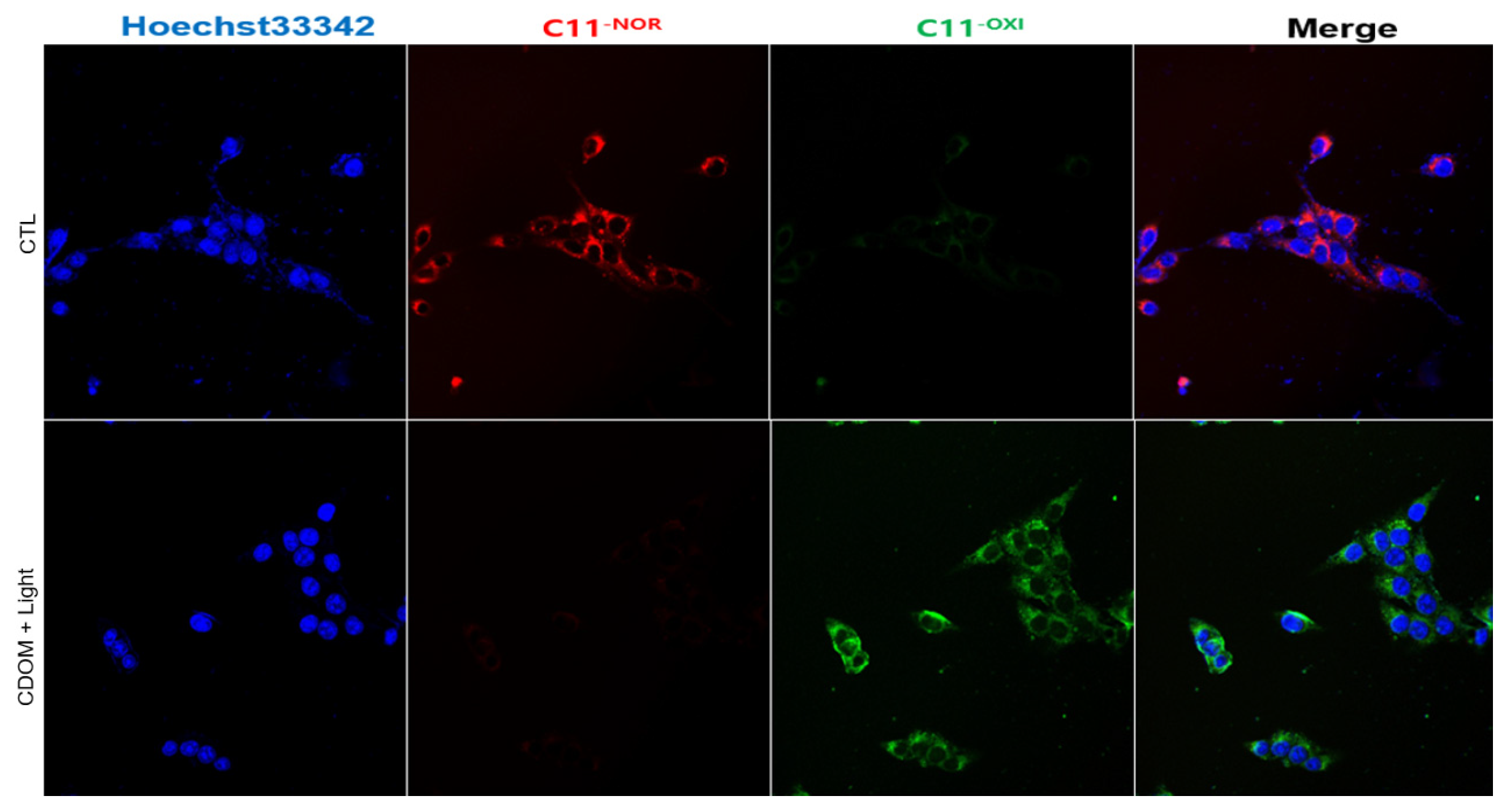 Nanomaterials 15 01677 g009