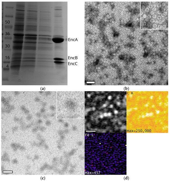 Nanomaterials 15 01793 g0a3