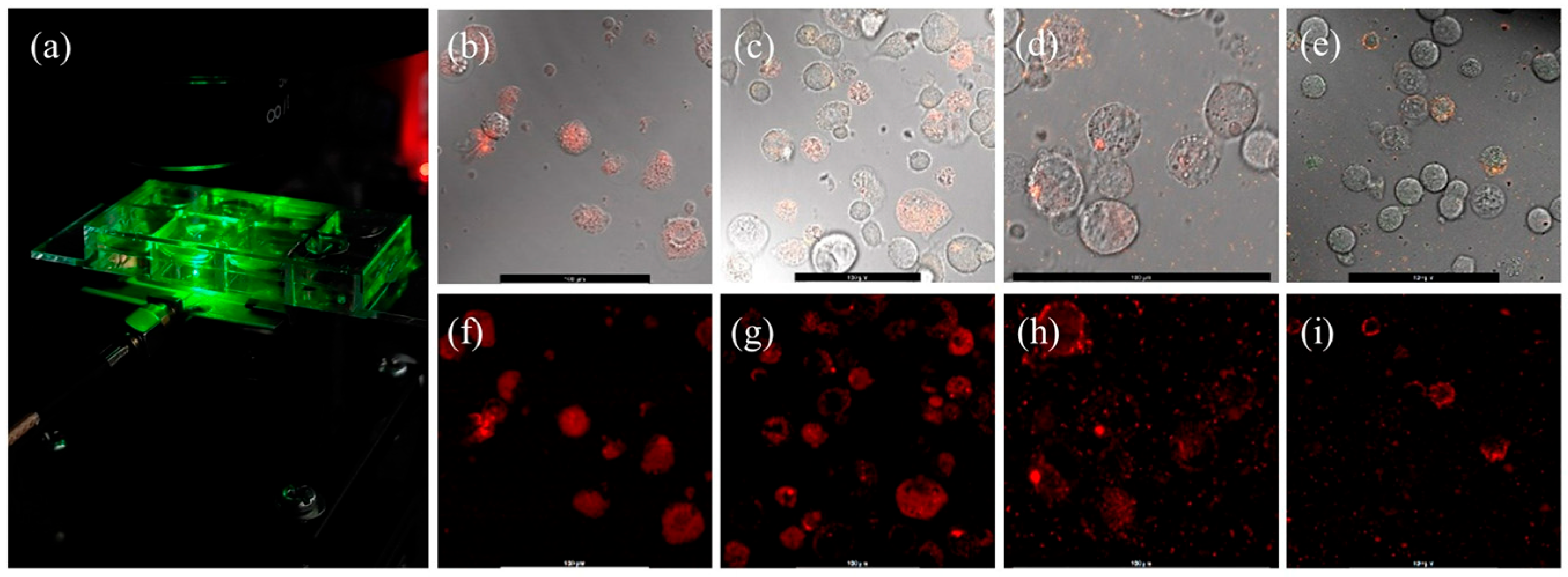 Nanomaterials 15 01879 g002 Nanomaterials 15 01879 g002